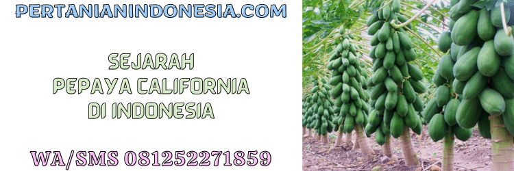 sejarah,pepaya,california,pepaya california,indonesia,pertanian indonesia
